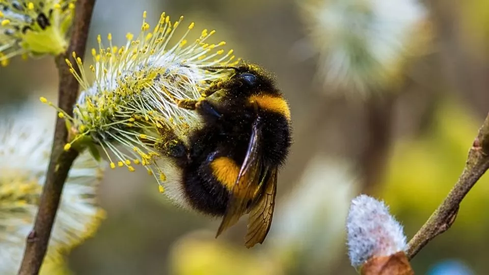 Afbeelding Snoeien voor bijen: zo snoei je insectvriendelijk