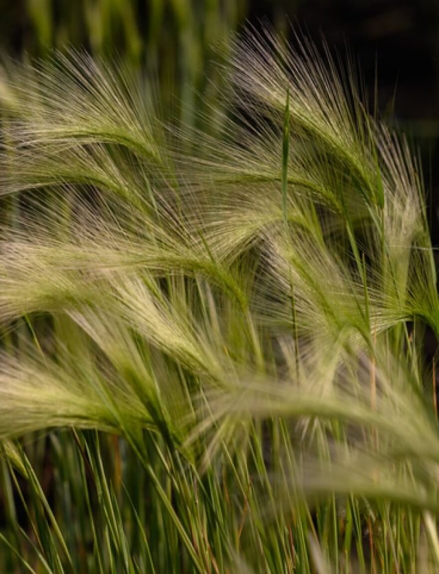 Niet maaien maar bewonderen: siergrassen in de tuin
