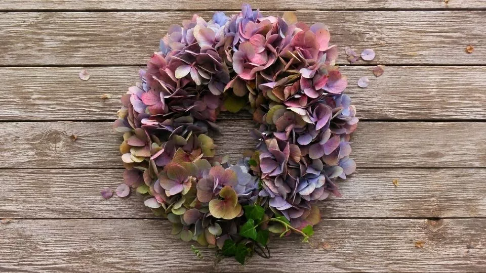 Afbeelding Een simpele krans van ingedroogde hortensia: die maak je zo