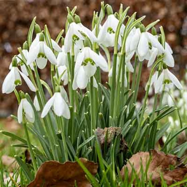 De beste winterbloeiers