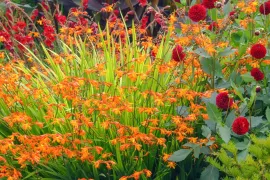 Kleur met zomerbollen