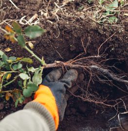 Rozen met kale wortel planten