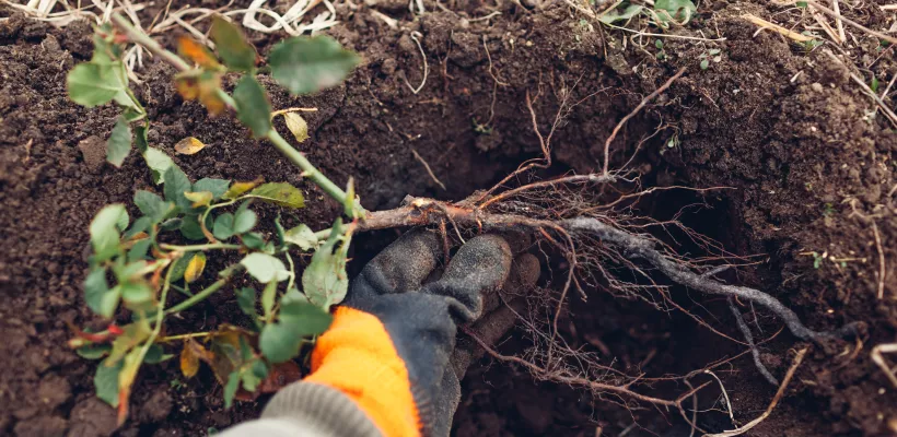 Rozen met kale wortel planten