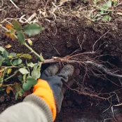 Rozen met kale wortel planten