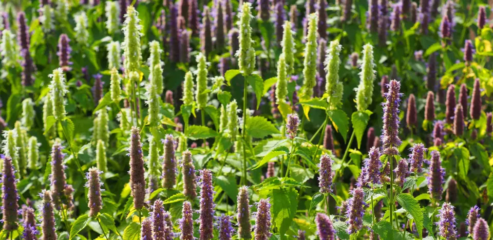 Afbeelding Zaad bestellen van Agastache foeniculum