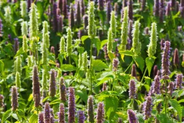 Zaad bestellen van Agastache foeniculum