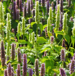 Zaad bestellen van Agastache foeniculum