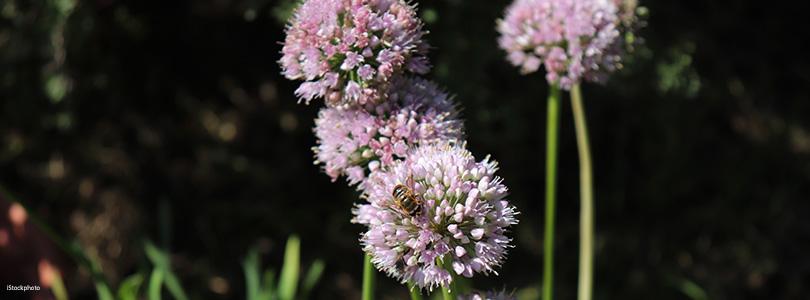 Planten voor een levende tuin