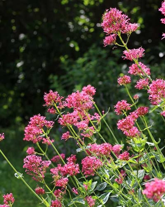 Slakken in de tuin? Kies voor planten die ze liever links laten liggen