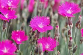 Zaden bestellen voor geveltuintjes en boomspiegels