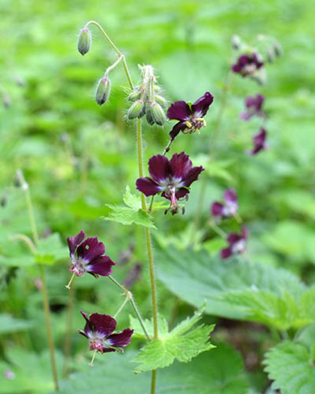 Slakken in de tuin? Kies voor planten die ze liever links laten liggen