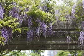 Blauweregen snoeien in de zomer