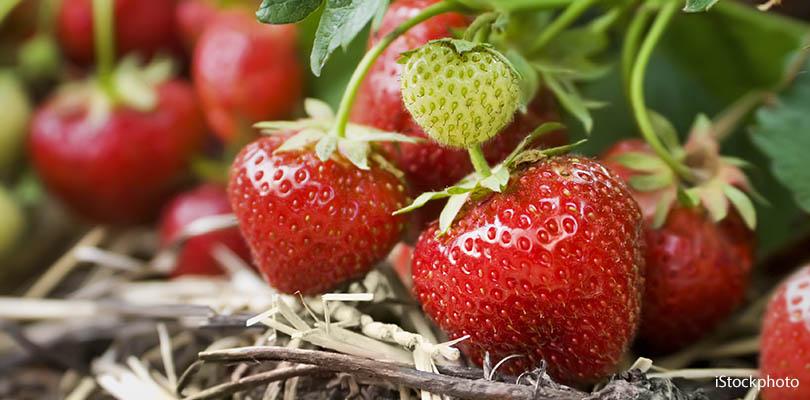Hoe stek ik aardbeien?