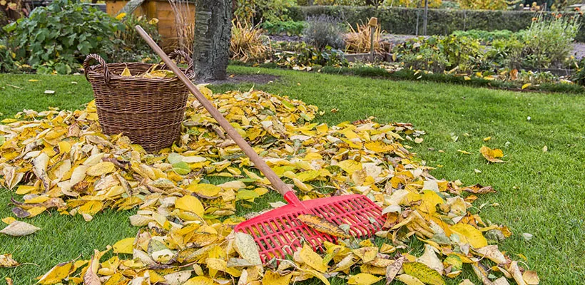 Afgevallen bladeren