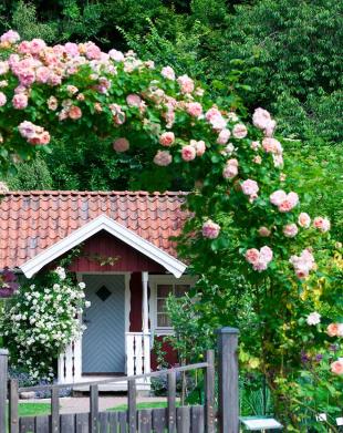 In 7 stappen naar een cottagetuin