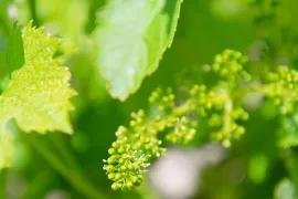 Druiven groeien hard