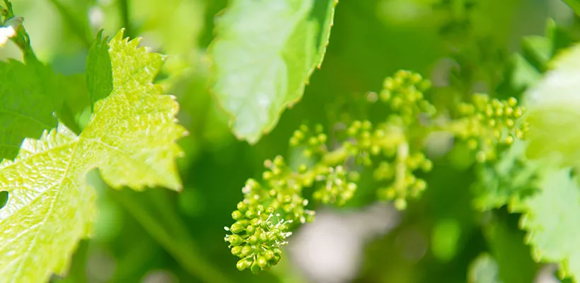 Druiven groeien hard