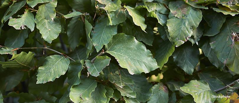 Hoe snoei ik ... 10 toppers!