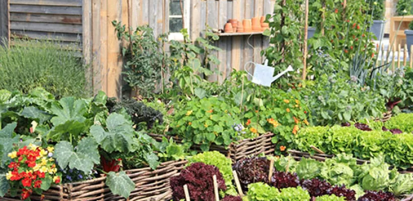 Gevlochten moestuintje
