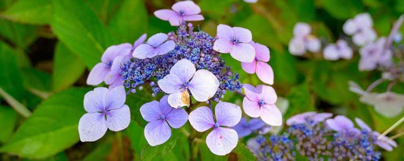Hortensia snoeien: wanneer en hoe doe je dit?