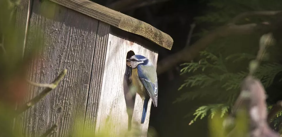 Afbeelding Nestkastje schoonmaken