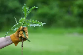 Blijf onkruid wieden