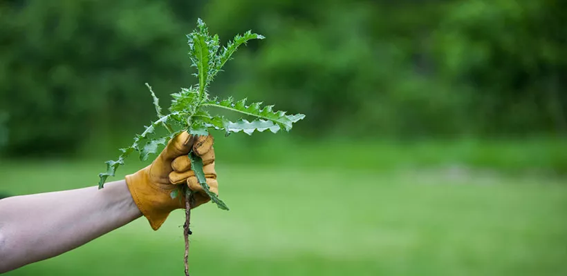Blijf onkruid wieden