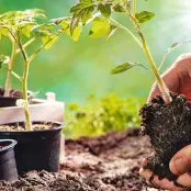 Moestuin in mei: wat te zaaien, planten en oogsten