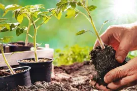 Moestuin in Mei: Wat te Zaaien, Planten en Oogsten