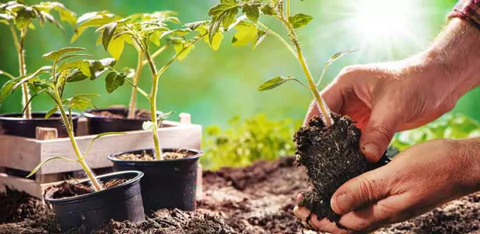 Afbeelding Moestuin in Mei: Wat te Zaaien, Planten en Oogsten