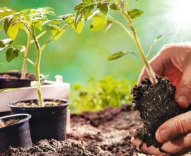 Moestuin in Mei: Wat te Zaaien, Planten en Oogsten