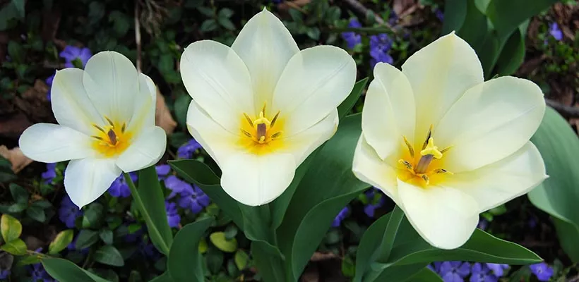 Bolletjes in het groen