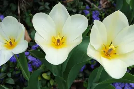 Bolletjes in het groen