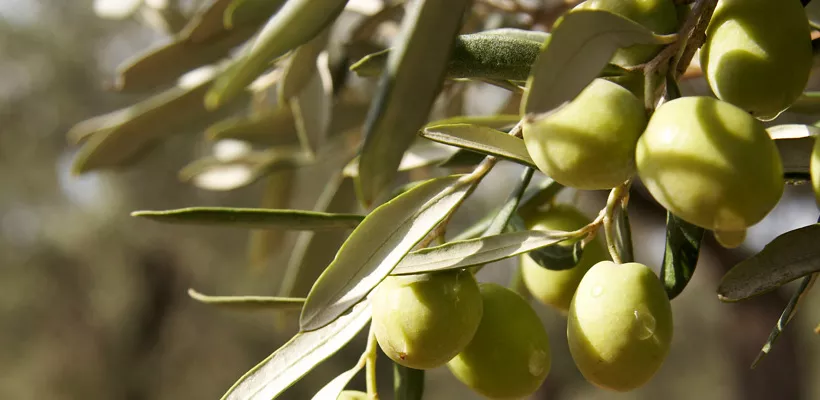 Laat Xylella niet meereizen!