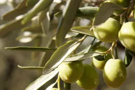 Laat Xylella niet meereizen!