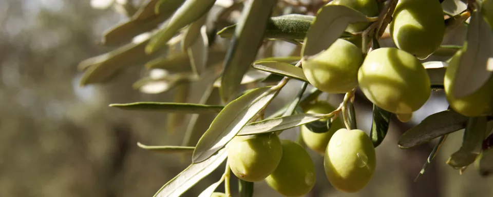 Afbeelding Met vakantie? Laat Xylella niet meereizen!