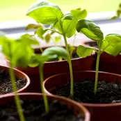 Zaailingen verzorgen: van vensterbank tot volle grond