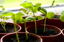 Zaailingen verzorgen: van vensterbank tot volle grond