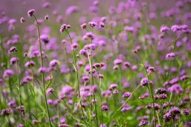 Eenjarigen voor een lange pluk: verbena, scabiosa en meer om zelf te zaaien