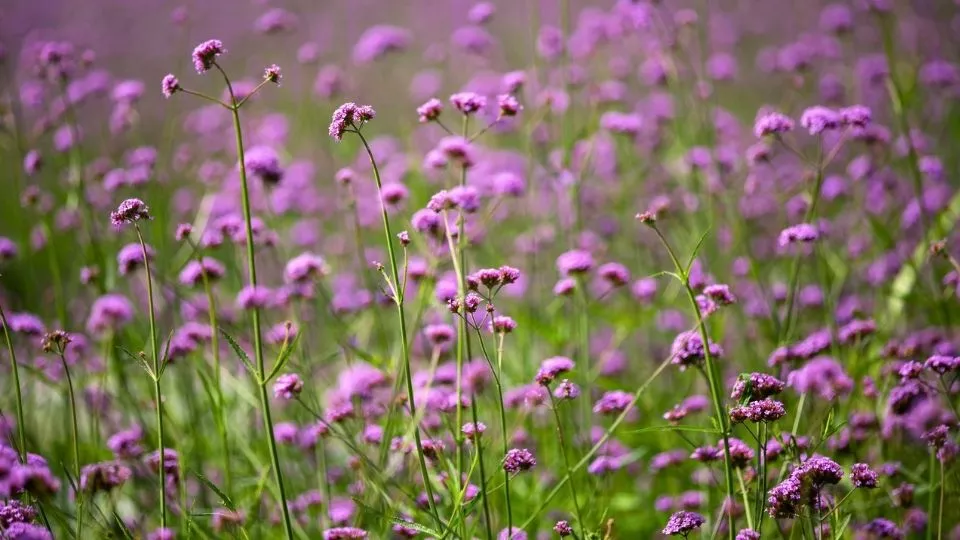Afbeelding Eenjarigen voor een lange pluk: verbena, scabiosa en meer om zelf te zaaien