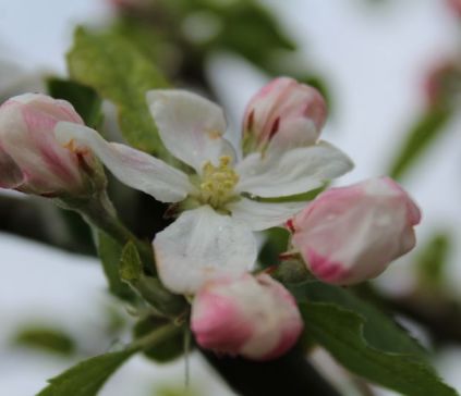 appelboom in bloei