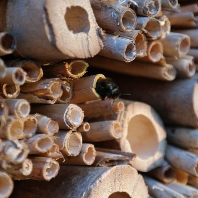 April op kasteel Hex: tuinbaas Gust is dol op brandnetels