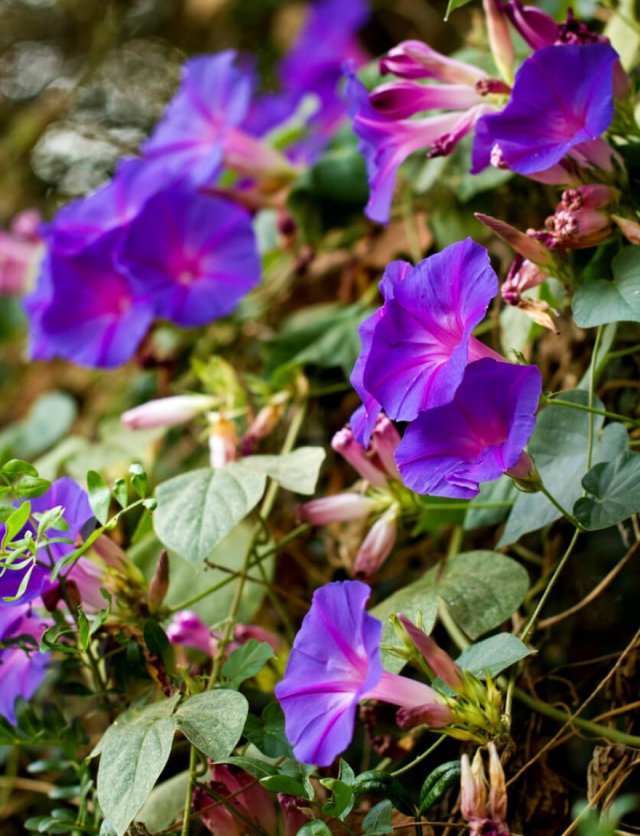 Eenjarige klimmers: snel omhoog, een zomer vol bloemen