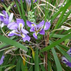 Iris unguicularis p1070468