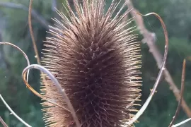 Niet afknippen: laat je planten in de herfst gewoon staan