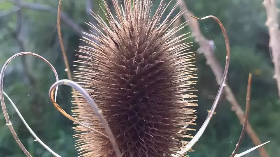 Afbeelding Niet afknippen: laat je planten in de herfst gewoon staan