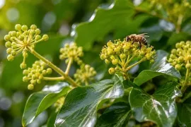 Een zwerm bijen in oktober? Plant struikklimop