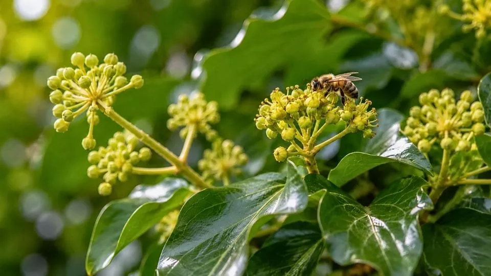 Afbeelding Een zwerm bijen in oktober? Plant struikklimop