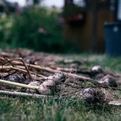 Hoe kweek je knoflook? Tips voor een goede oogst