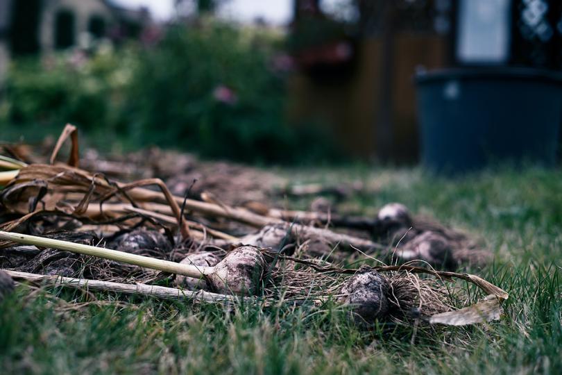 Hoe kweek je knoflook? Tips voor een goede oogst